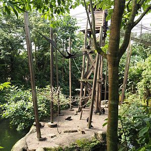 Jungola - Rimbula greenhouse - Colombian black spider monkey island, 2024-06-23