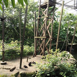 Jungola - Rimbula greenhouse - Colombian black spider monkey island, 2024-06-23