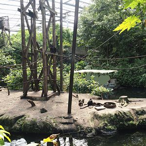 Jungola - Rimbula greenhouse - Colombian black spider monkey island, 2024-06-23