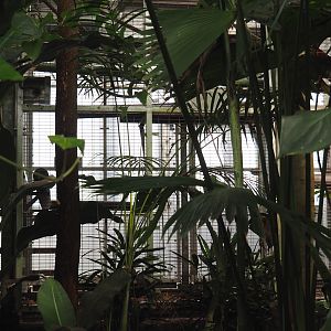 Jungola - Rimbula greenhouse - Behind the scenes primate exhibits, 2024-06-23