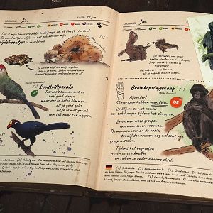 Jungola - Rimbula greenhouse - Free-ranging turacos and silky chickens and spider monkey signage, 2024-06-23