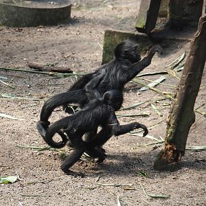 Jungola - Rimbula greenhouse - Colombian black spider monkeys (Ateles fusciceps rufiventris), 2024-06-23