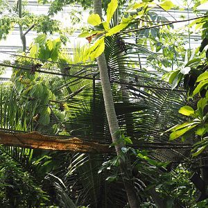 Jungola - Rimbula greenhouse - Colombian black spider monkey bridge, 2024-06-23
