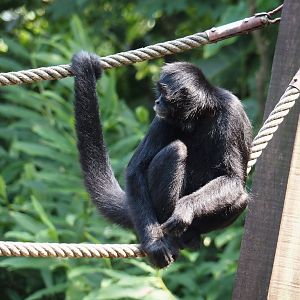 Jungola - Rimbula greenhouse - Colombian black spider monkey (Ateles fusciceps rufiventris), 2024-06-23
