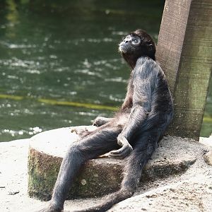 Jungola - Rimbula greenhouse - Colombian black spider monkey (Ateles fusciceps rufiventris), 2024-06-23