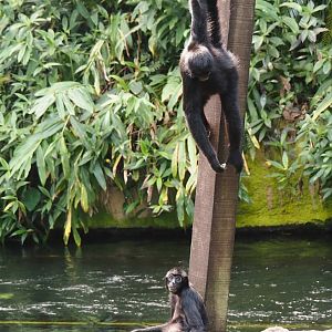 Jungola - Rimbula greenhouse - Colombian black spider monkeys (Ateles fusciceps rufiventris), 2024-06-23