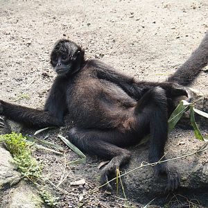 Jungola - Rimbula greenhouse - Colombian black spider monkey (Ateles fusciceps rufiventris), 2024-06-23