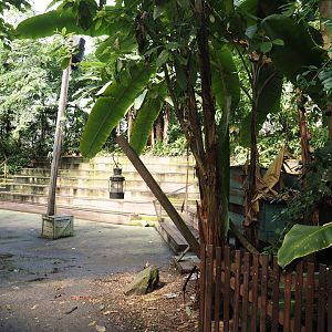 Jungola - Rimbula greenhouse - Jungle Arena, 2024-06-23