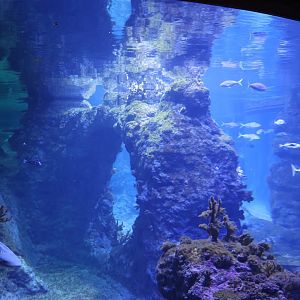 Afrykarium - Red Sea aquarium