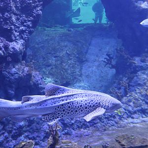 Afrykarium - Red Sea aquarium - Zebra shark (Stegostoma tigrinum)