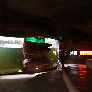 Afrykarium - Hippo underwater viewing