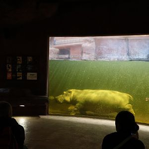 Afrykarium - Hippo underwater viewing