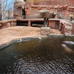 Afrykarium - Hippo exhibit