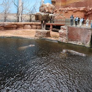 Afrykarium - Hippo exhibit
