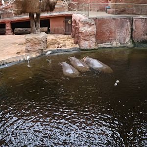Afrykarium - Hippo exhibit
