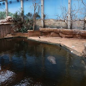 Afrykarium - Hippo exhibit