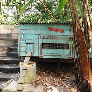 Jungola - Rimbula greenhouse - Silky chicken coop, 2024-06-23