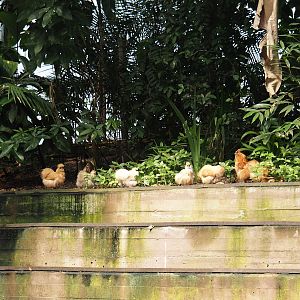 Jungola - Rimbula greenhouse - Silky chickens (Gallus gallus domesticus) at rainforest edge near arena, 2024-06-23