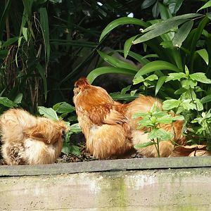 Jungola - Rimbula greenhouse - Silky chicken (Gallus gallus domesticus), 2024-06-23