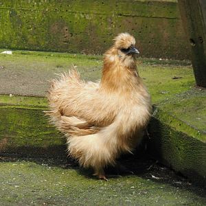 Jungola - Rimbula greenhouse - Silky chicken (Gallus gallus domesticus), 2024-06-23