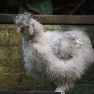Jungola - Rimbula greenhouse - Silky chicken (Gallus gallus domesticus), 2024-06-23