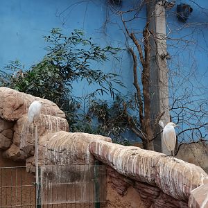 Afrykarium - Cattle egret (Bubulcus ibis)