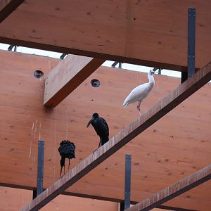 Afrykarium - African openbill stork (Anastomus lamelligerus) and African spoonbill (Platalea alba)
