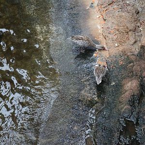 Afrykarium - Cape teal (Anas capensis)