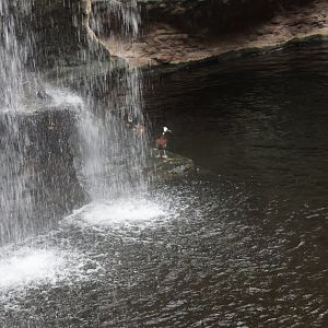 Afrykarium - White-faced whistling duck (Dendrocygna viduata)