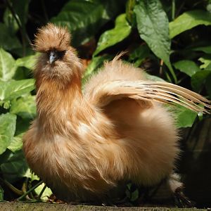 Jungola - Rimbula greenhouse - Silky chicken (Gallus gallus domesticus), 2024-06-23
