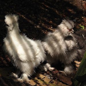 Jungola - Rimbula greenhouse - Silky chickens (Gallus gallus domesticus), 2024-06-23