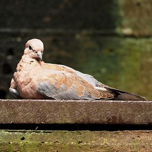 Jungola - Rimbula greenhouse - Laughing dove (Streptopelia senegalensis), 2024-06-23