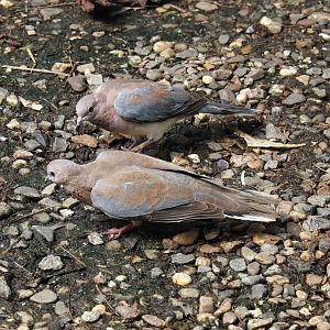 Jungola - Rimbula greenhouse - Laughing doves (Streptopelia senegalensis), 2024-06-23
