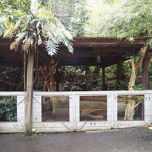 Jungola - Rimbula greenhouse - Southern brown tortoise exhibits, 2024-06-23