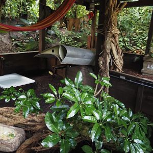 Jungola - Rimbula greenhouse - Southern brown tortoise exhibit, 2024-06-23