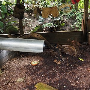 Jungola - Rimbula greenhouse - Southern brown tortoise exhibit, 2024-06-23