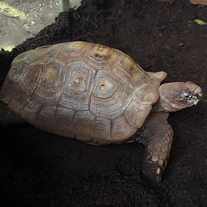 Jungola - Rimbula greenhouse - Southern brown tortoise (Manouria emys emys), 2024-06-23
