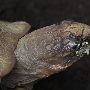 Jungola - Rimbula greenhouse - Southern brown tortoise (Manouria emys emys), 2024-06-23