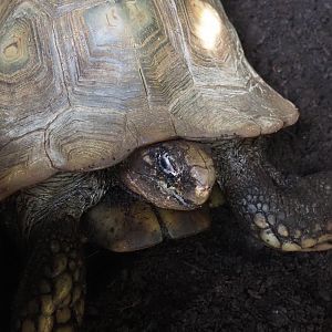 Jungola - Rimbula greenhouse - Southern brown tortoise (Manouria emys emys), 2024-06-23