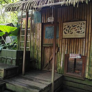 Jungola - Rimbula greenhouse - Jungle Jim's camp with Southern brown tortoise nursery terrarium, 2024-06-23