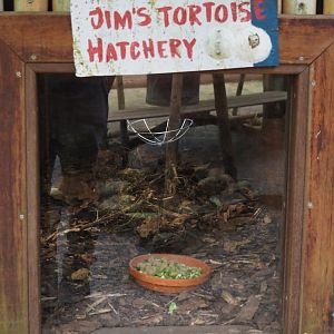 Jungola - Rimbula greenhouse - Southern brown tortoise nursery terrarium, 2024-06-23