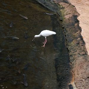 Afrykarium - African spoonbill (Platalea alba)