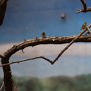 Afrykarium - Yellow-crowned bishop