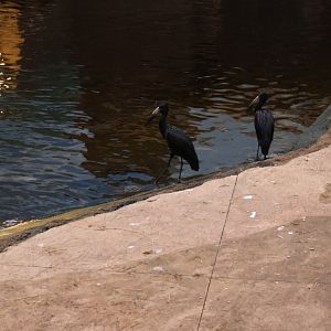 Afrykarium - African openbill stork (Anastomus lamelligerus)