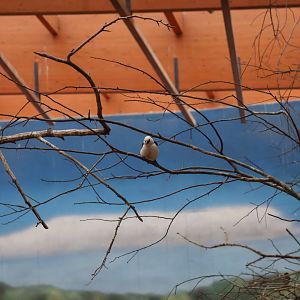 Afrykarium - White-headed buffalo weaver (Dinemalllia dinemelli)