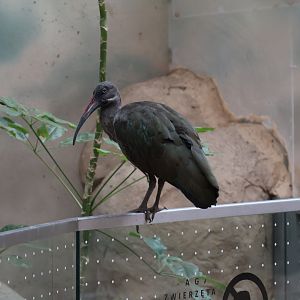 Afrykarium - Hadada ibis (Bostrychia hagedash)
