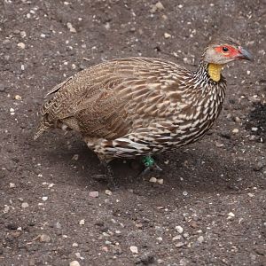 Afrykarium - Yellow-necked francolin (Pternistis leucoscepus)