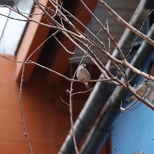 Afrykarium - House sparrow (Passer domesticus)
