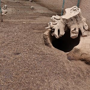 Afrykarium - Aardvark den