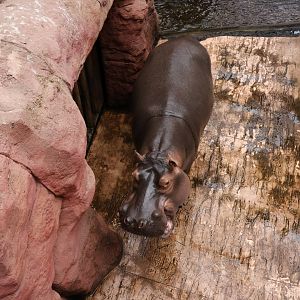 Afrykarium - Common hippo (Hippopotamus amphibius)